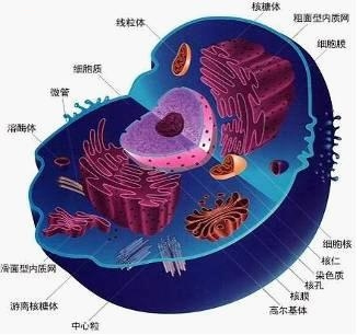 胃癌患者出院以后护理措施！生物多靶点消癌疗法